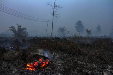 79 Hotspot Terpantau di Riau, Pelalawan Paling Banyak