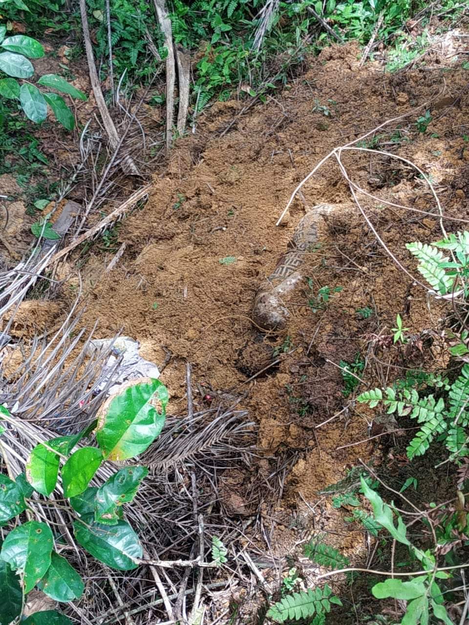 Warga Temukan Mayat di Bekoan, Diduga CS RS Ibunda Yang Hilang