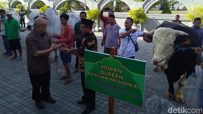 Jokowi Kirim 2 Hewan Kurban untuk Warga DIY Jokowi Kirim 2 Hewan Kurban untuk Warga DIY