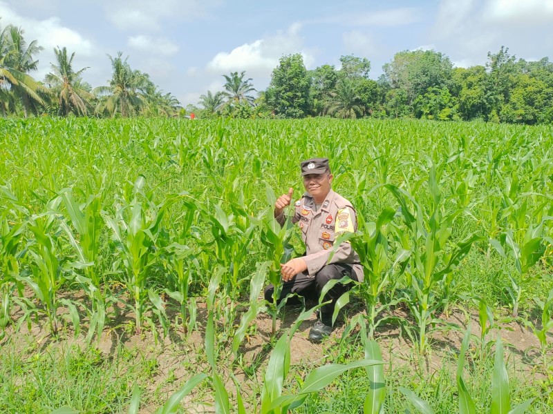 Polsek Tanah Putih Cek Lahan Jagung di Ujung Tanjung, Dukung Asta Cita Presiden