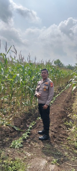 Polsek Kampar Konsisten Dukung Ketahanan Pangan Nasional