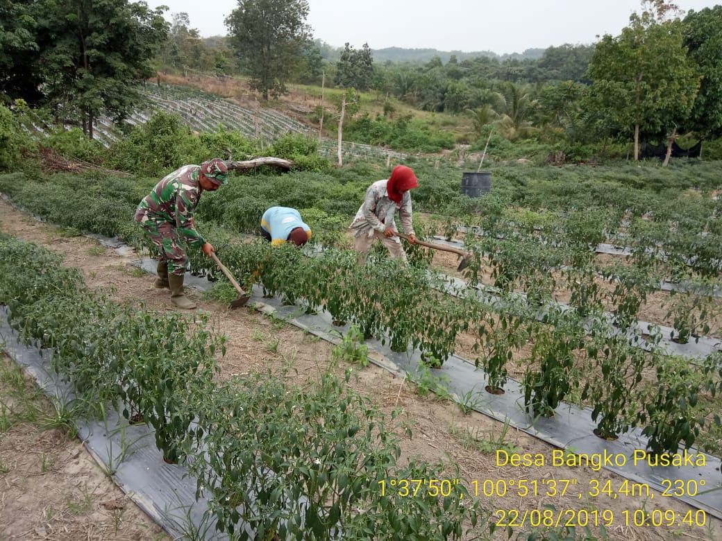 Komsos, Babinsa Koramil 05/RM Bantu Petani Cabai Bersihkan Rumput