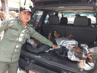 Puluhan Ekor Burung Langka Diamankan di Jalan Lintas Pekanbaru-Lipat Kain Puluhan Ekor Burung Langka Diamankan di Jalan Lintas Pekanbaru-Lipat Kain