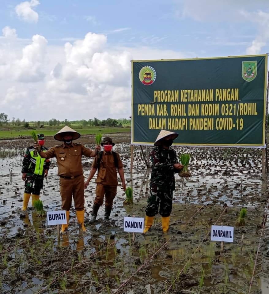Bupati Rohil Buka Tanam Padi Perdana di Rokan Baru Pesisir