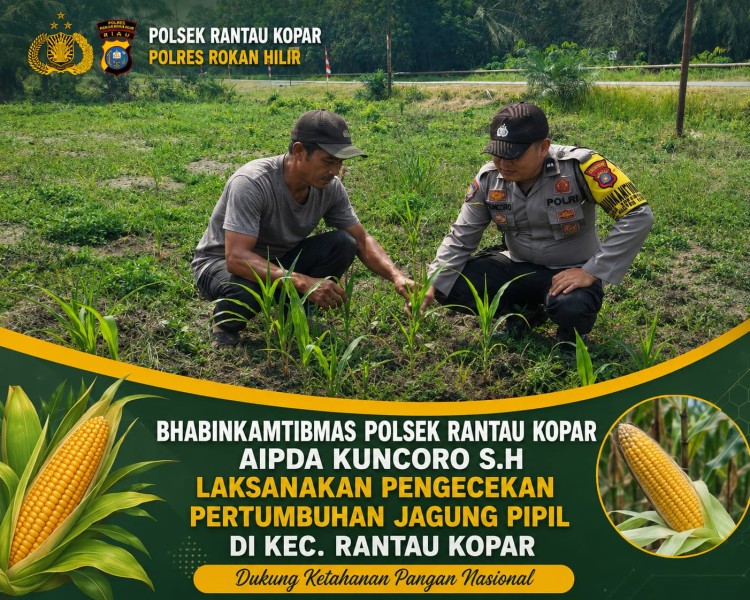 Dukung Ketahanan Pangan Nasional, Bhabinkamtibmas Polsek Rantau Kopar Cek Tanaman Jagung Pipil Warga