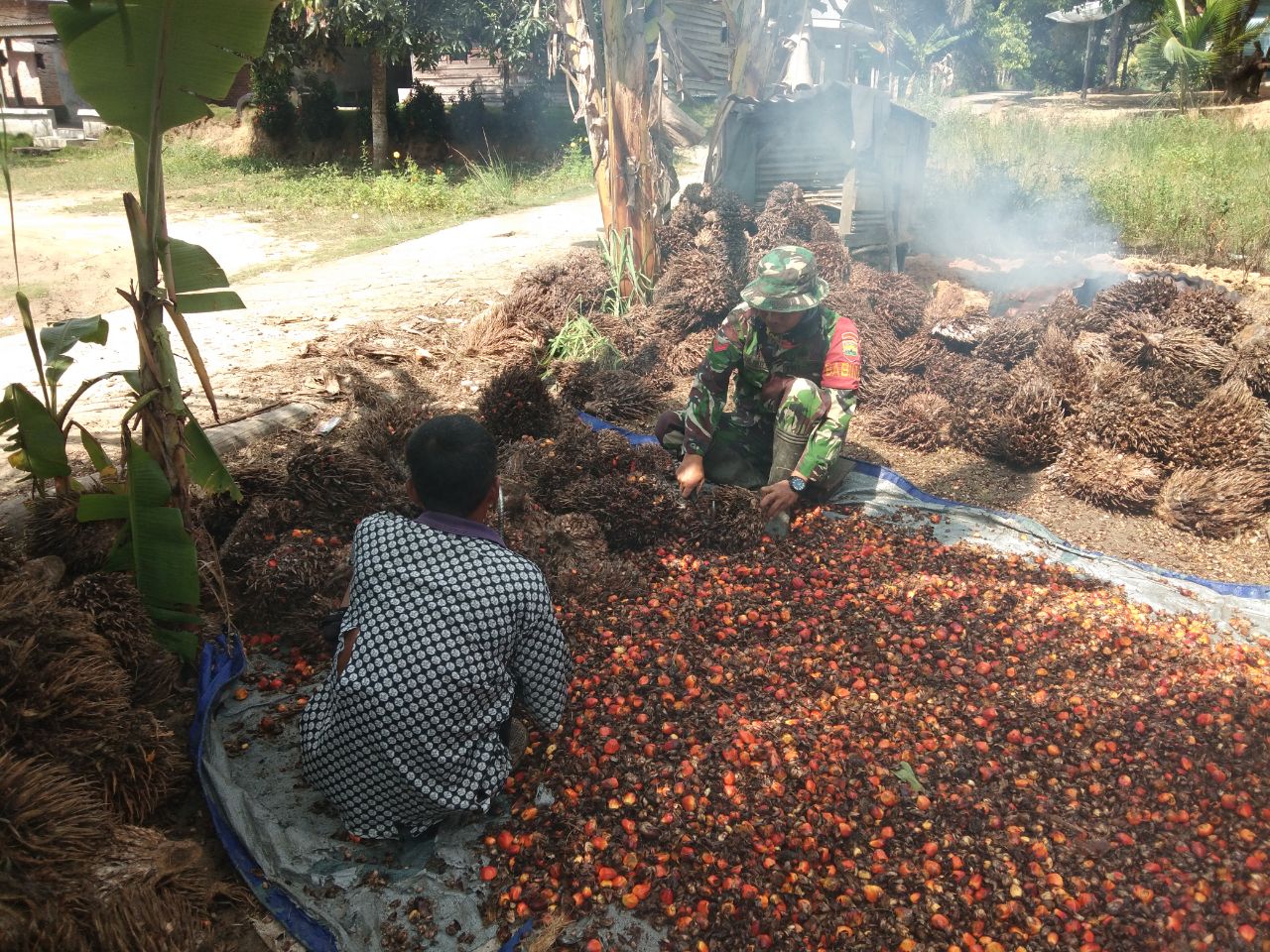 Babinsa Koramil 05/RM Bantu Warga Susah Ketek Janjangan Sawit
