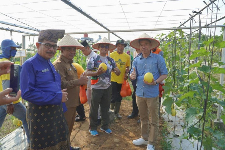 Bupati Rohil Panen Buah dan Sayur di Taman Edukasi Dinas Pertanian
