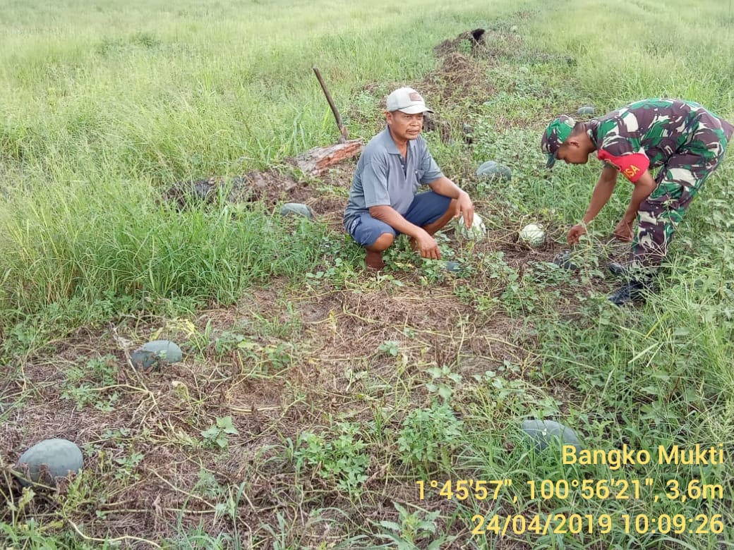 Berikan Motivasi, Babinsa Koramil 05/RM Sambangi Petani Semangka