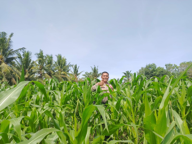 Cek Pertumbuhan Jagung Polsek Tanah Putih Dukung Ketahan Pangan Nasional