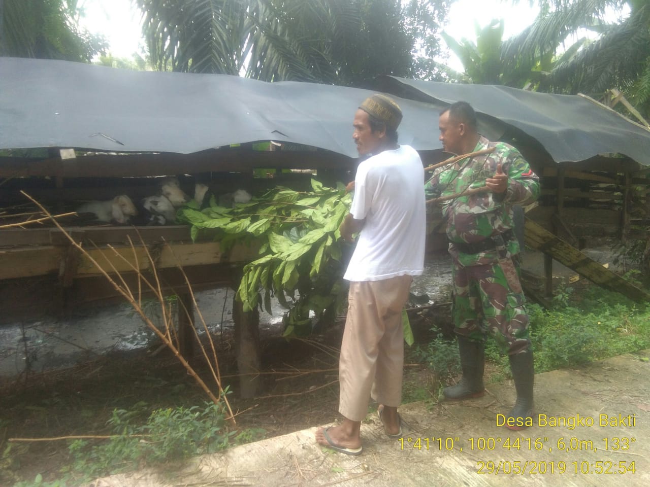Babinsa Koramil 05/RM Bantu Warga Beri Pakan Ternak