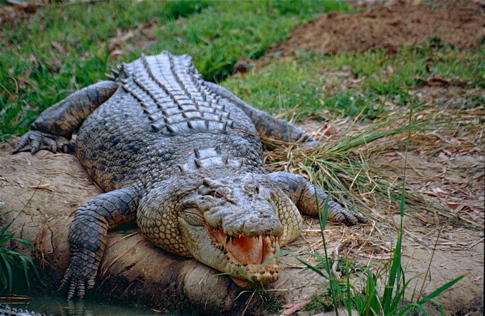 Warga Rohil Diterkam Buaya saat Cari Rumput Pakan Ternak, Korban Belum Bisa Dievakuasi
