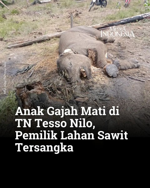 Anak Gajah Mati Terjerat, Pemilik Lahan Sawit di TN Tesso Nilo Tersangka