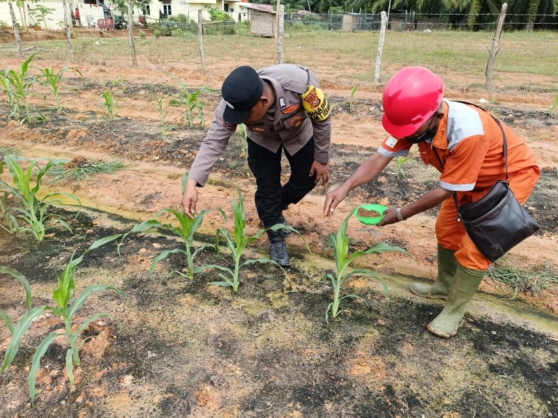 Dukung Program Asta Cita Presiden RI, Polsek Pujud Rawat dan Pupuk Jagung