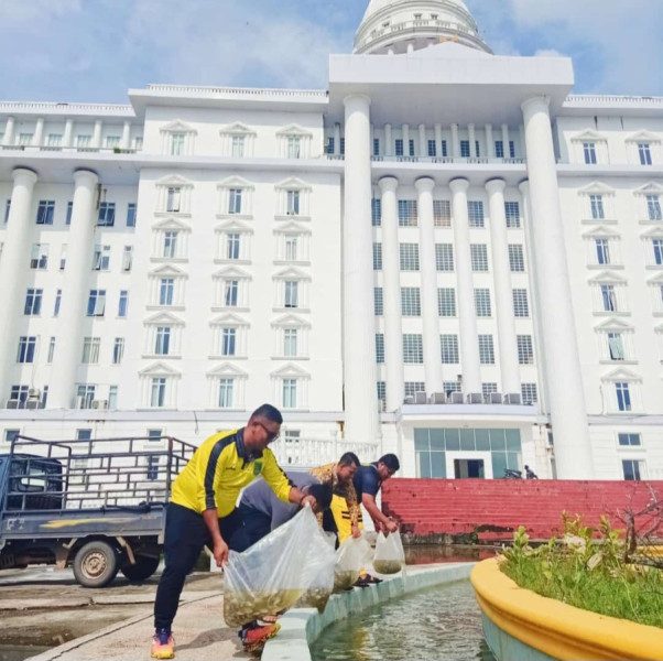 Kabag Umum Sekda Rohil Tabur Benih Ikan di Kolam Air Mancur Kantor Bupati
