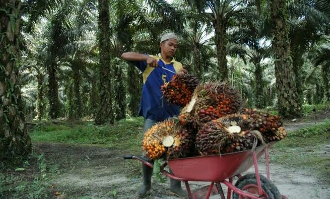Hasilkan 1 Miliar /bulan, Kebun Sitaan Negara di Rohil Dipanen Siapa?
