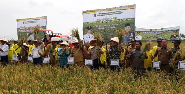 Plt Bupati Rohil Drs Jamiludin Hadiri Acara Panen Raya Padi di Kecamatan Kubu
