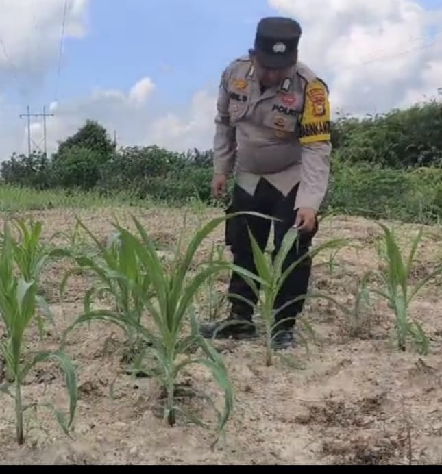 Kawal Ketahanan Pangan Bhabinkamtibmas Polsek Rantau Kopar Cek Perkembangan Tanaman Jagung Pipil