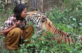 Sinarmas Kampanye Aksi Konservasi Harimau di Lansekap Senepis