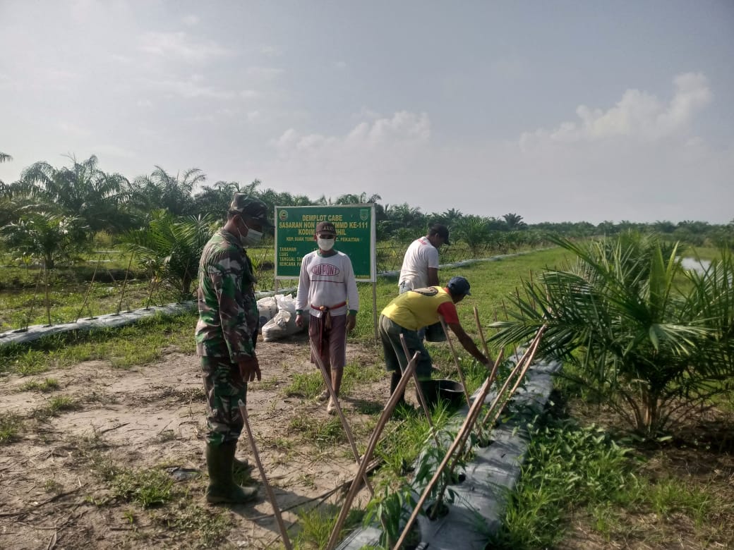 Babinsa dampingi warga demplot cabai program TMMD ke-111