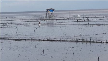 Tambak Kerang Disepanjang Pantai, Nelayan di Rohil Tak Dapat Melabuh Jaring