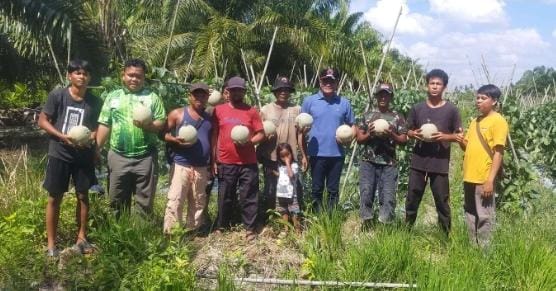 Anggota DPRD Rohil Panen Buah Melon Bersama Petani