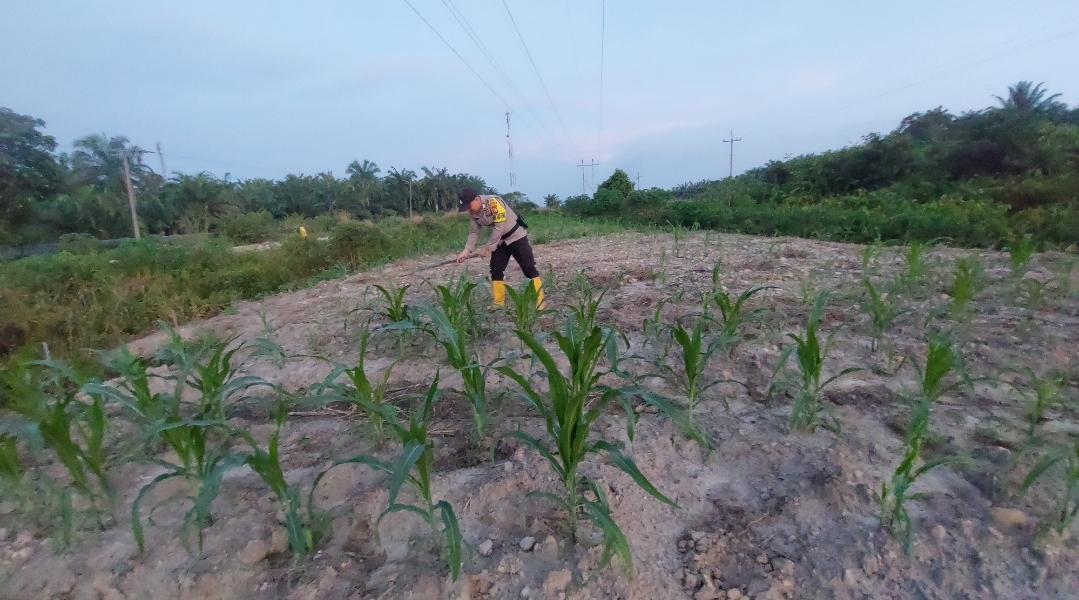 Bhabinkamtibmas Polsek Rantau Kopar Monitoring Pertumbuhan Jagung Pipil Warga