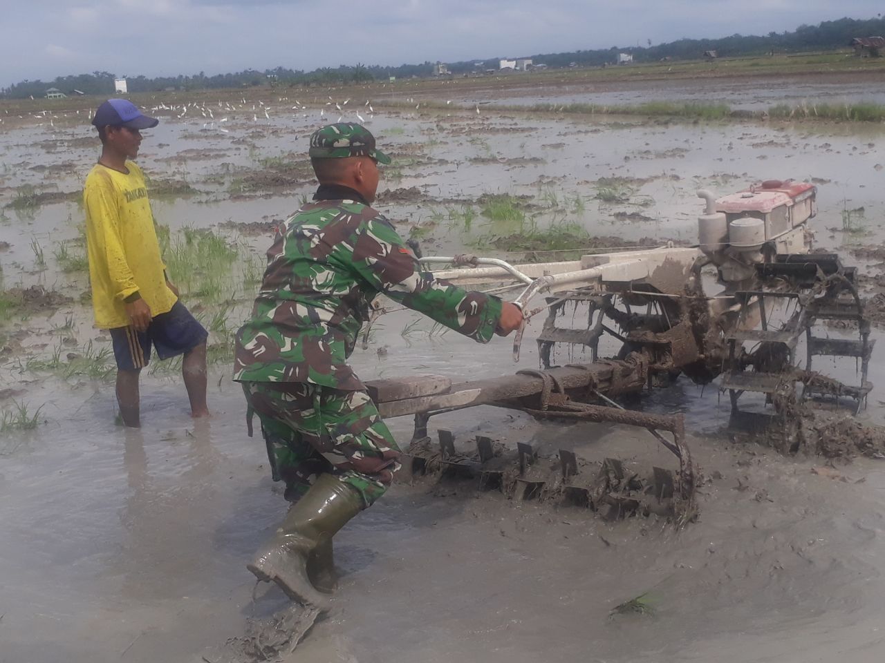 Babinsa Koramil 05/RM Bantu Petani Bajak Sawah