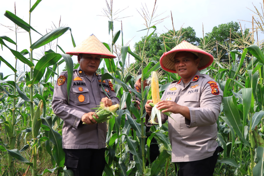 Kapolres Rohil bersama Dinas Pertanian dan PJU Pemanenan Jagung Kick of Penanaman