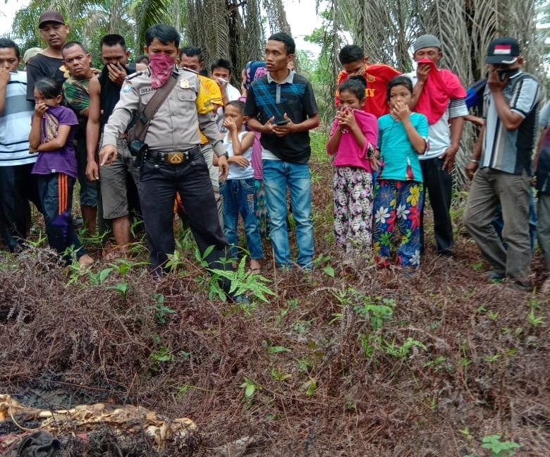 Geger!! Warga Pujud Rohil Temukan Kerangka Manusia Dikebun Sawit