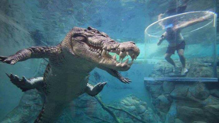 Bocah 9 Tahun Diterkam Buaya saat Berenang Jelang Maghrib