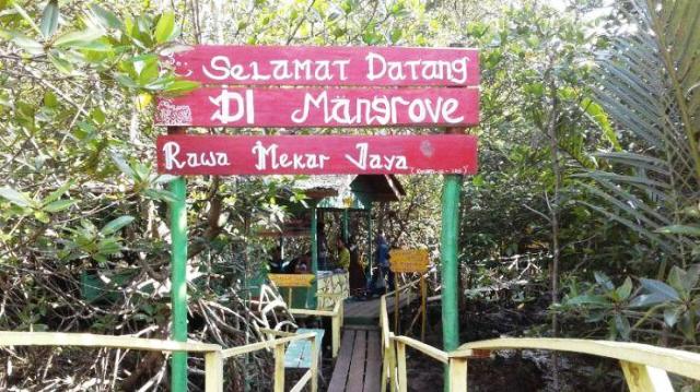 Hutan Mangrove, Daya Tarik Baru bagi Wisatawan di Siak