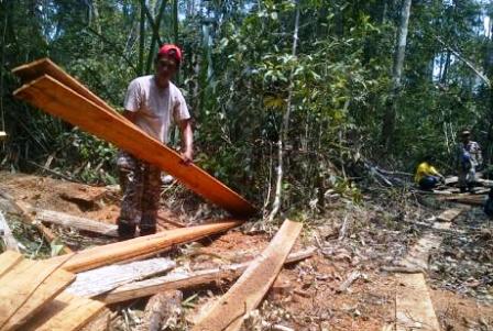 Tersangka Illegal Logging di Hutan Lindung Zamrud Tunggu Sidang
