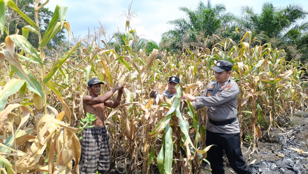 Perkuat Sinergi Polri dan Petani, Polsek Tanah Putih Panen Jagung di Lahan Satu Hektar