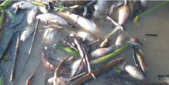 Diduga Tercemar!! Warga Rohil Temukan Ribuan Ikan Mati Disepanjang Sungai Rokan