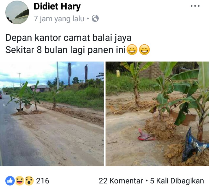 VIRAL!! Beredar di Facebook, Warga Tanam Pohon Pisang Dilintas Riau-Sumut VIRAL!! Beredar di Facebook, Warga Tanam Pohon Pisang Dilintas Riau-Sumut