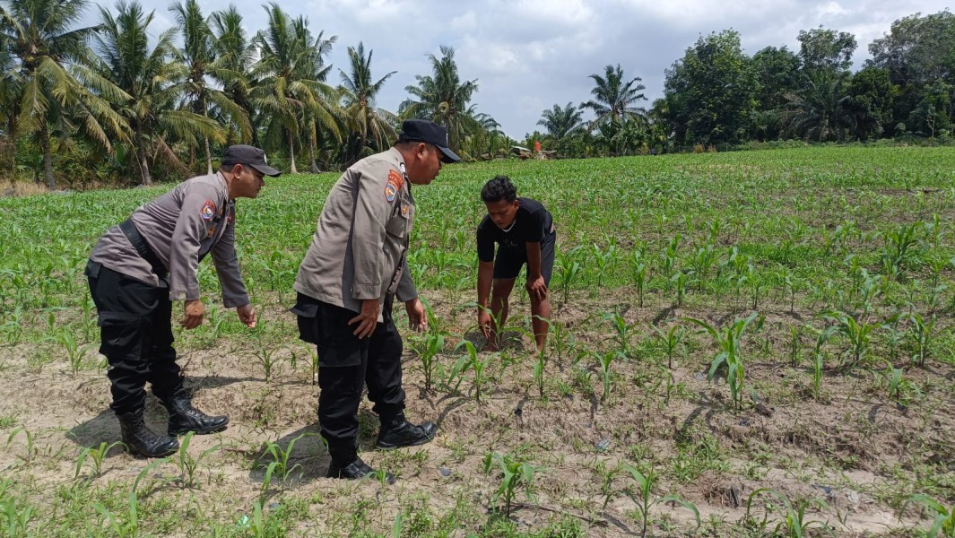 Polsek Tanah Putih Cek Perkembangan Jagung Ketahanan Pangan di Cempedak Rahuk
