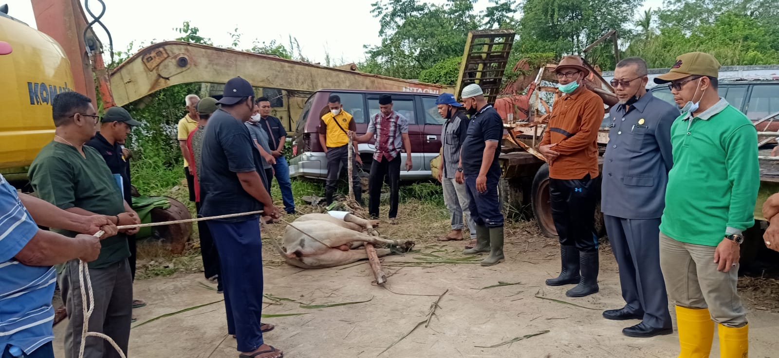 Idul Adha 2021, Dinas PUPR Rohil Potong 5 Sapi dan 3 Ekor Kambing