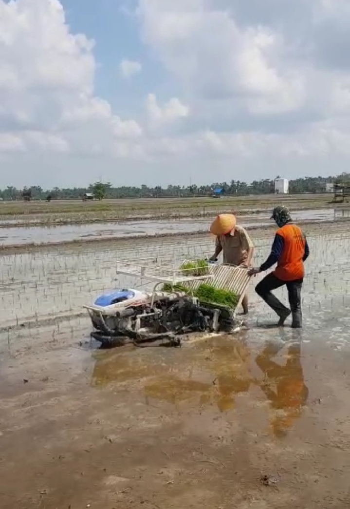 Kesiapan Ketahanan Pangan Rohil, HM Rusli Syarief Langsung Terjun ke Sawah di Pematang Singkek
