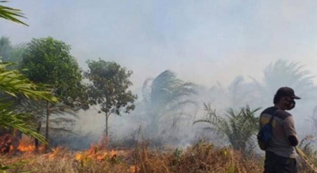 Panik..!! Ratusan Hektare Kebun Sawit di Kubu Rohil Terbakar