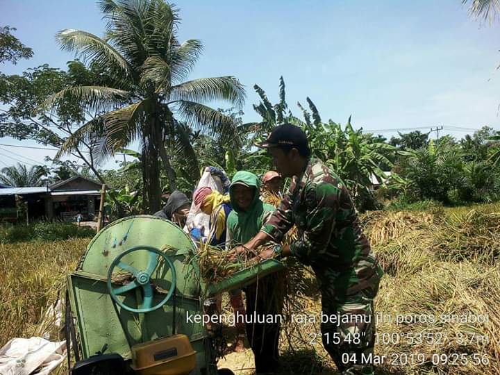 Babinsa Koramil 01 Bangko Lakukan Pendampingan Upsus Pajale di Sinaboi