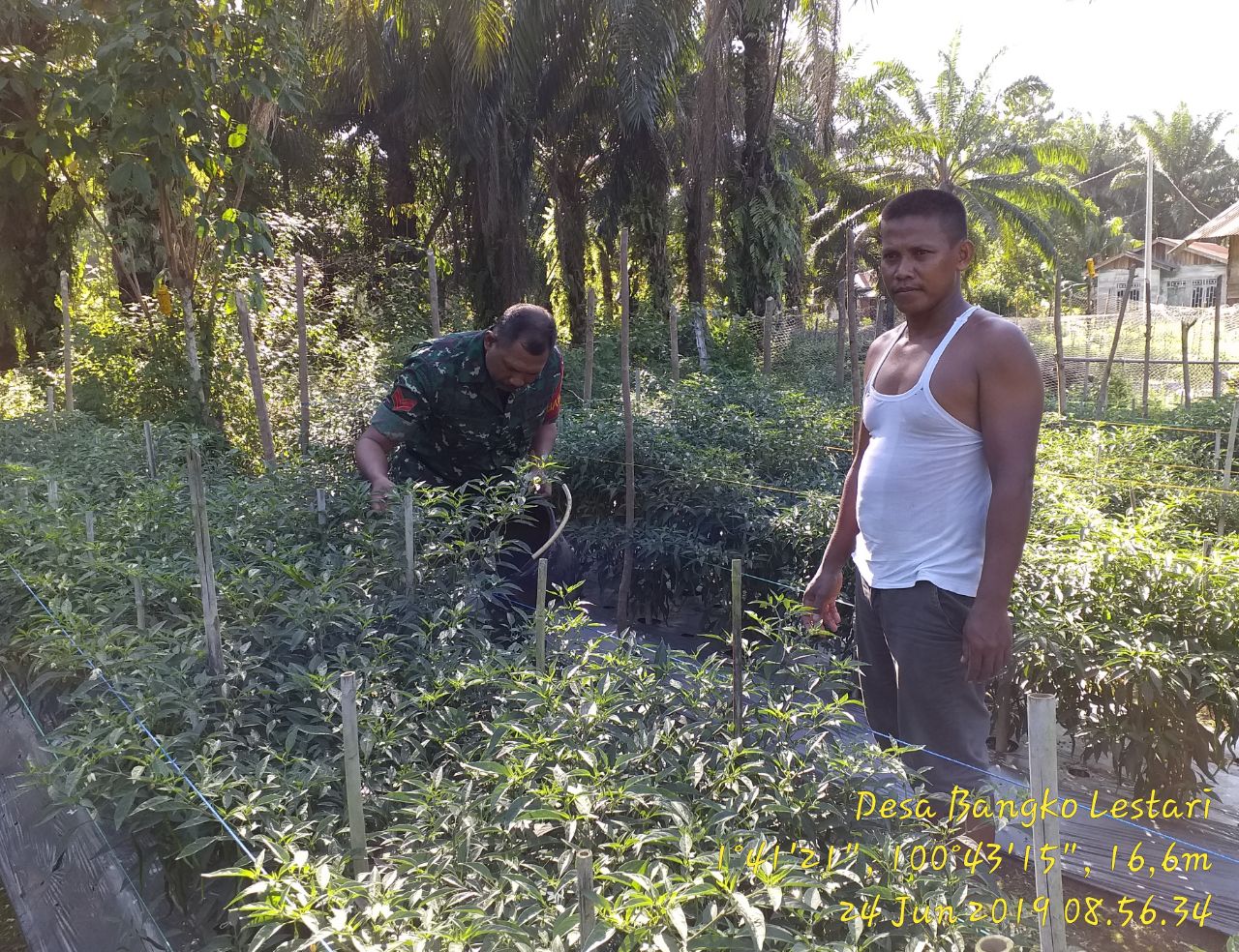 Komsos, Babinsa Koramil 05/RM Bantu Petani Panen Cabe