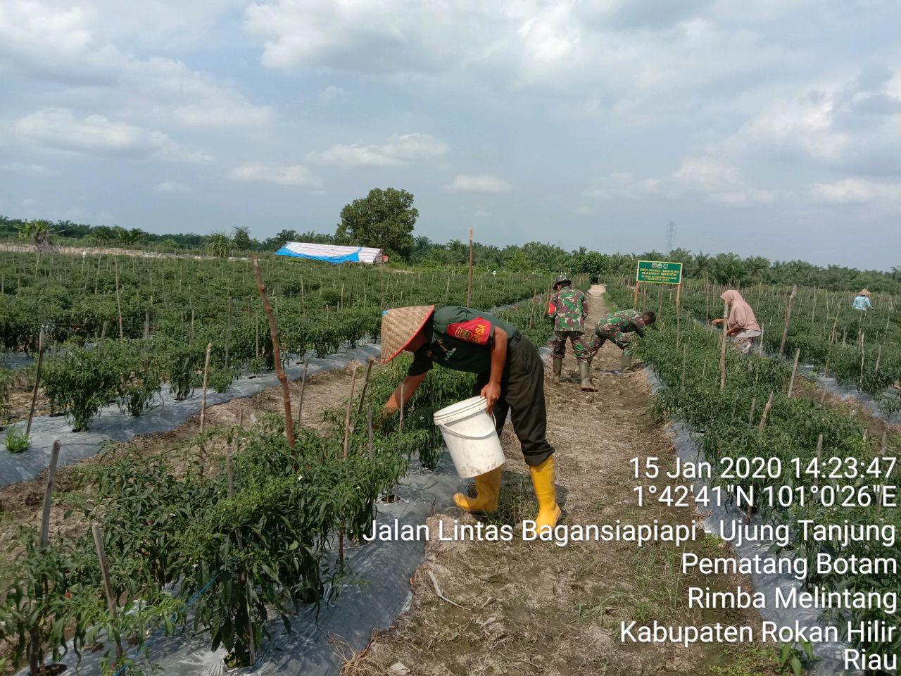 Panen Perdana, Babinsa Bantu Petani Petik Cabai